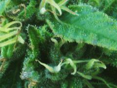 DSCF1716