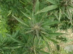 DSCF1801