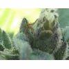 DSCF1770