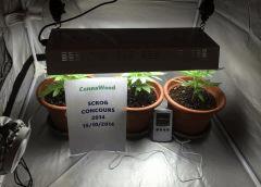 concours Scrog 2014