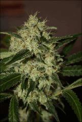 Sour Diesel 31