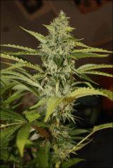 Sour Diesel 8
