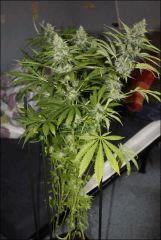 Sour Diesel 1