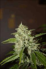 Sour Diesel 22