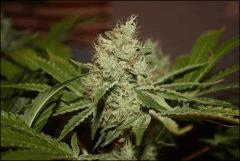 Chemdawg 2