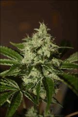 Sour Diesel 10