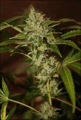 Sour Diesel 20