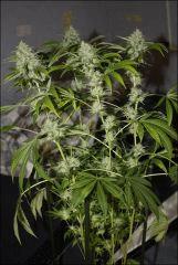 Sour Diesel 19