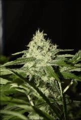Sour Diesel 5
