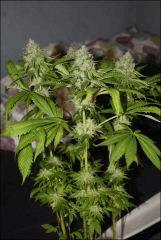 Bubba Kush 1