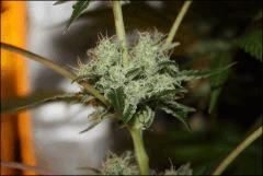 Sour Diesel 13
