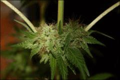 Bubba Kush 5