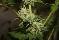 Sour Diesel 7