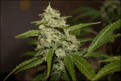 Sour Diesel 21