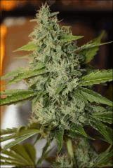 Sour Diesel 4