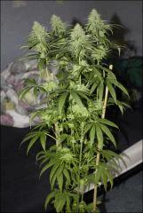 Pineapple Chunk 1