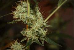 Sour Diesel 29