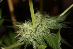 Blue Cheese 4