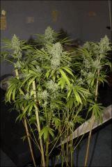 Tangilope 1
