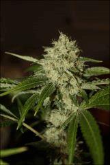 Sour Diesel 23