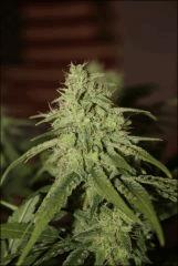 Pineapple Chunk 5