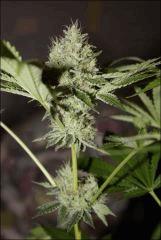 Chemdawg 8