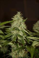 Bubba Kush 2