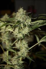 Sour Diesel 26