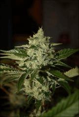 Sour Diesel 11