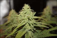 Pineapple Chunk 2