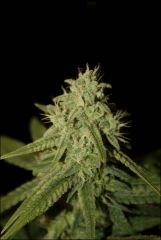 Pineapple Chunk 4