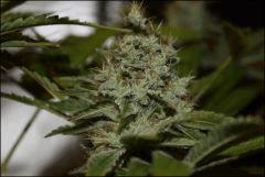 Chemdawg 4