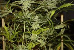 Tangilope 8