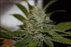 Chemdawg 5