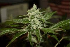 Sour Diesel 16