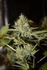 Chemdawg 3