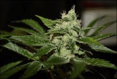 Sour Diesel 14