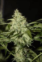 Sour Diesel 3
