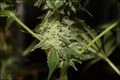 Sour Diesel 6