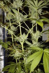 Chemdawg 6