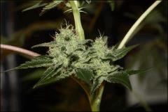 Sour Diesel 12