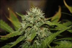 Blue Cheese 5