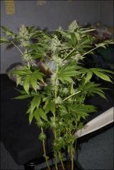 Chemdawg 1