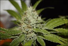 Chemdawg 7
