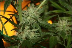 Sour Diesel 28