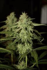 Pineapple Chunk 3