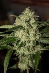 Sour Diesel 25