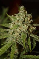 Tangilope 6