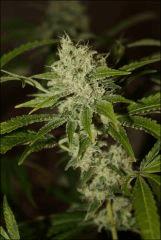 Sour Diesel 27