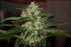 Sour Diesel 32